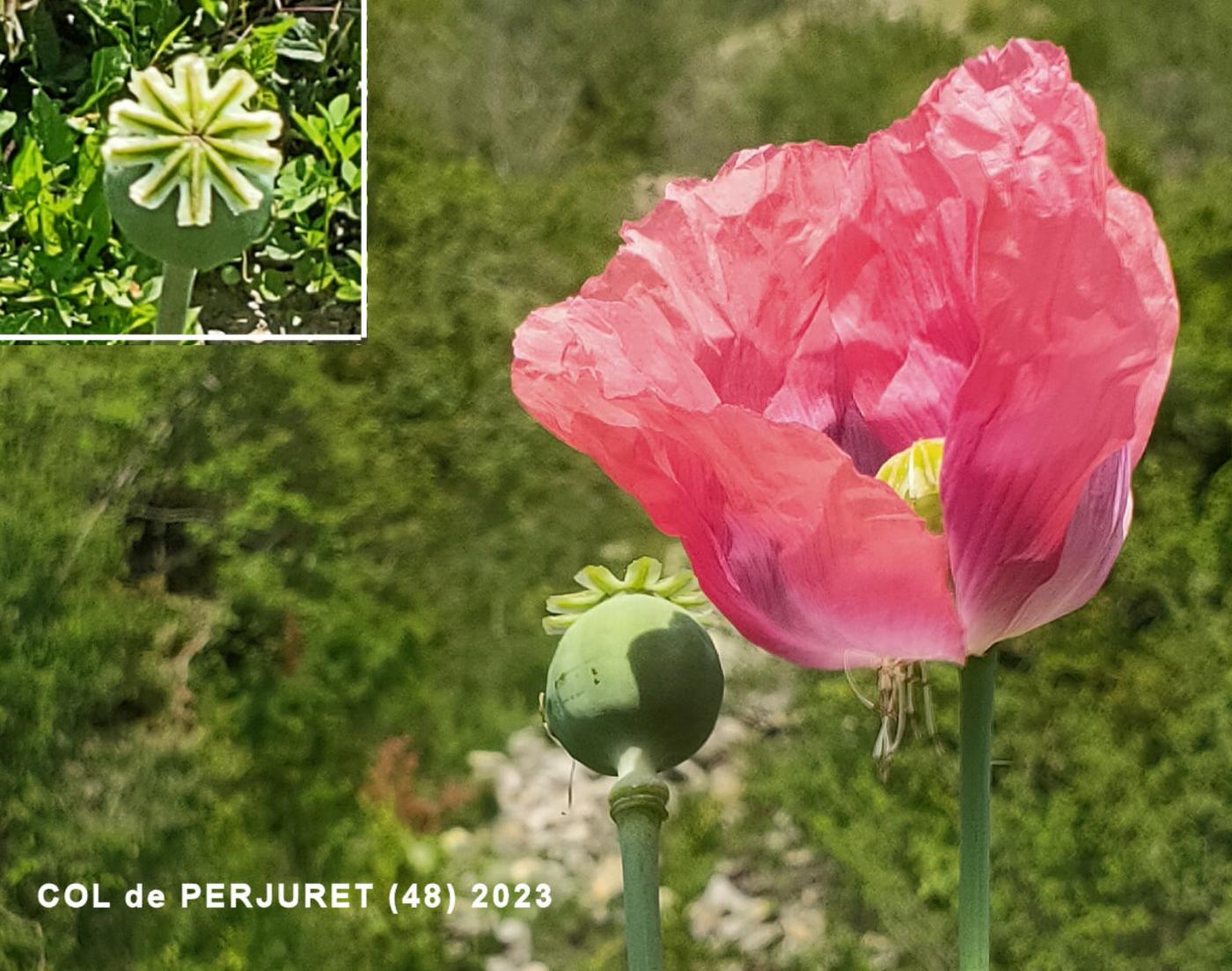 Poppy, Opium fruit